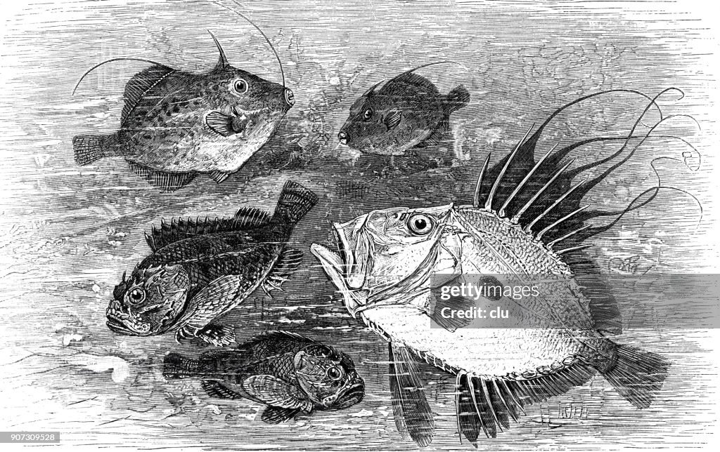 Sea life - fishes in water, Unicorn, King of Herring