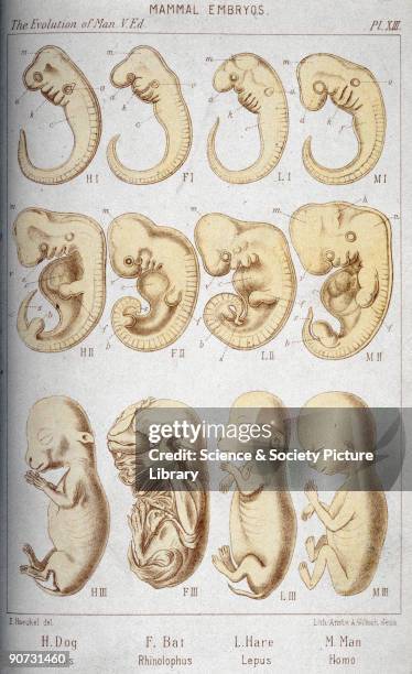 Tree Of Life Evolution Photos and Premium High Res Pictures - Getty Images