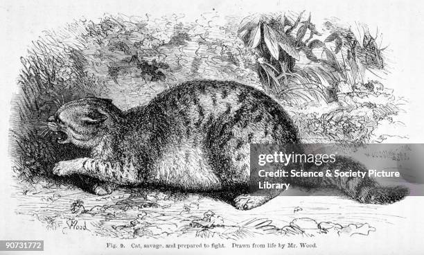 Savare Drawing 135 Savage Drawing Stock Photos, High-Res Pictures, and Images - Getty ...