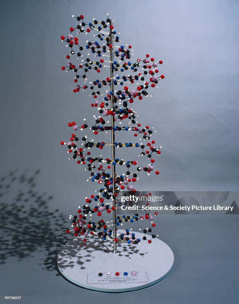 Ball and spoke model of DNA.