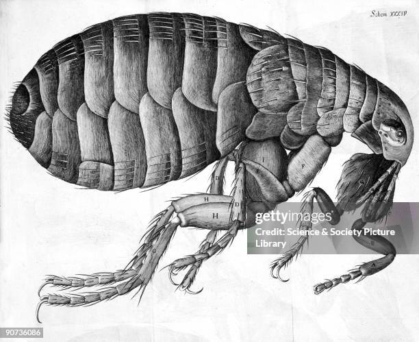 Micrographica Robert Hooke Microscope Photos and Premium High Res Pictures - Getty Images