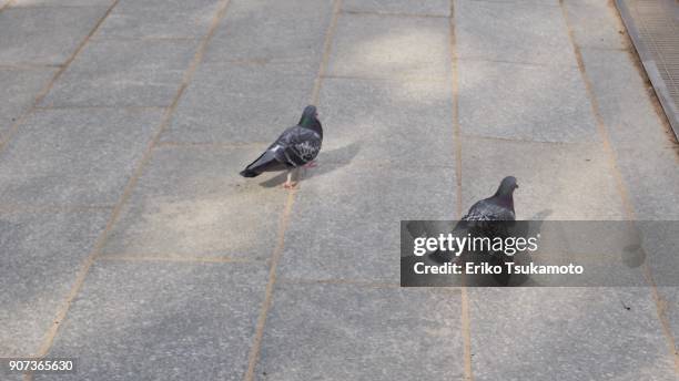 two pigeons - dazaifu city stockfoto's en -beelden