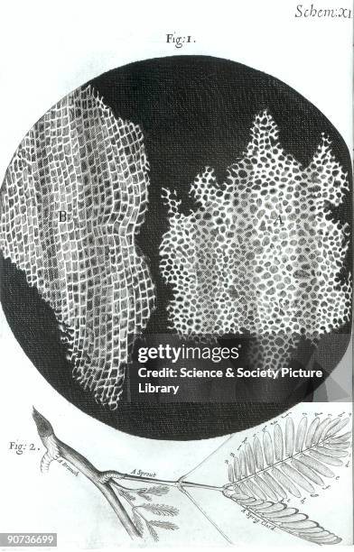 Micrographica Hookes Photos et images de collection - Getty Images