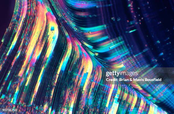 Light micrograph in diffential interference contrast. Magnification 200x.