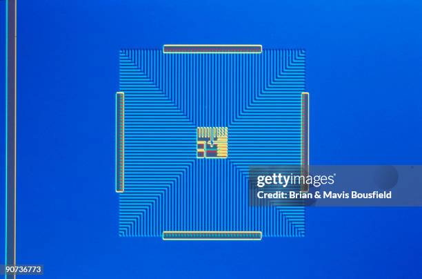 Light micrograph in differential interference contrast. Magnification 200x.