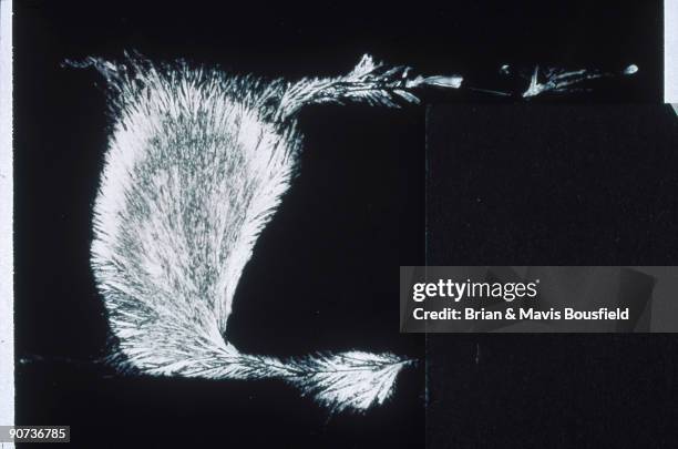 Sodium silicate. Light micrograph. Sodium silicate. Light micrograph in darkground. Magnification 50x.