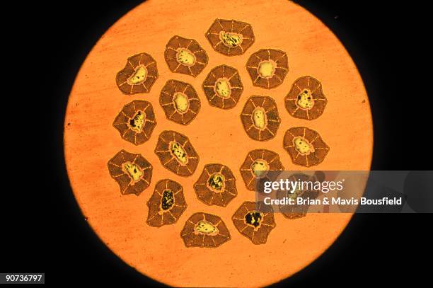 Superconductor. Light micrograph. Superconductor. Light micrograph in uncrossed polars. Magnification 100x.