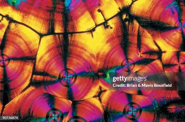 Light micrograph in uncrossed polar light. Magnification 50x.