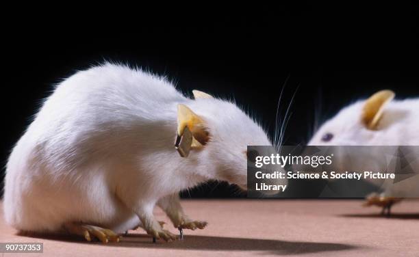 1,612 Transgenic Animal Photos and Premium High Res Pictures - Getty Images 1,612 Transgenic Animal Photos and Premium High Res Pictures - Getty Images