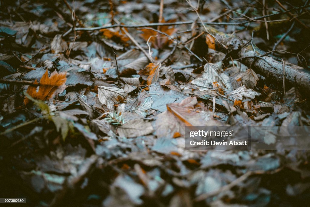 Muddy leaves