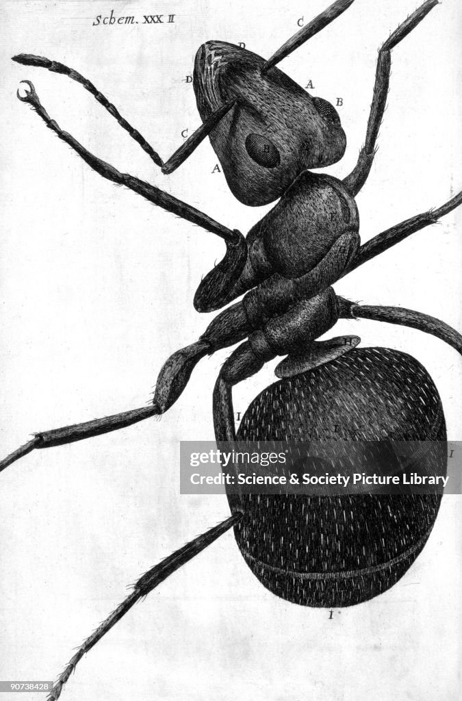 Ant, micrograph, 1664.