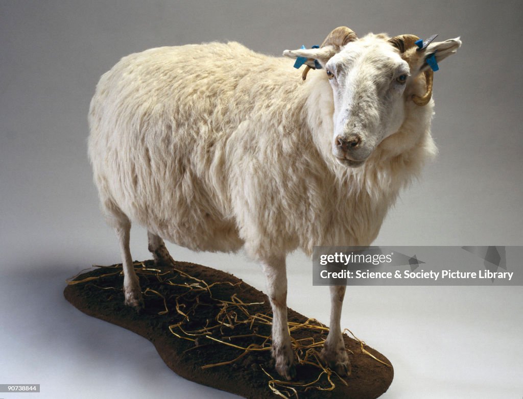 Tracy, a transgenic sheep, 1999.