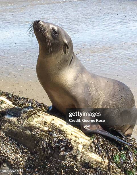 Seal lounges on the sand and rocks on May 28 at Gaviota State Park, California. Because of its close proximity to the Southern California and Los...