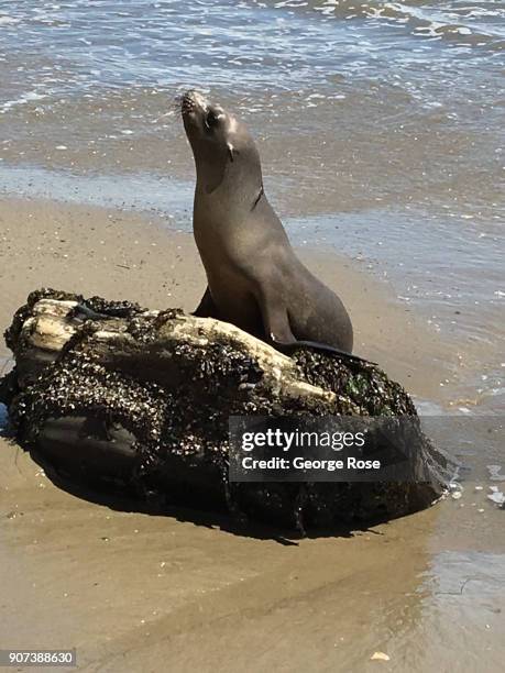 Seal lounges on the rocks on May 28 at Gaviota State Park, California. Because of its close proximity to the Southern California and Los Angeles...