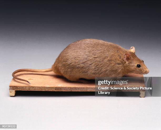 Fat Rapping Mouse 275 Fat Mouse Stock Photos, High-Res Pictures, and Images - Getty Images
