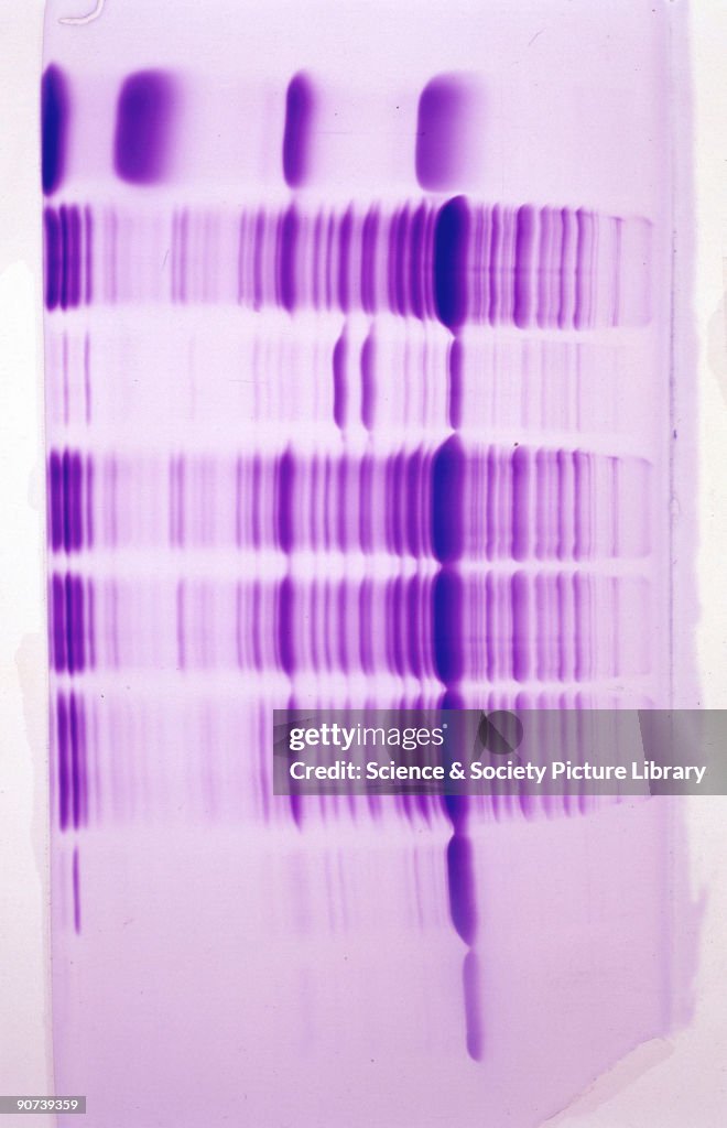 A representation of human DNA.