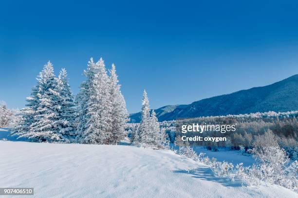 snow covered the fir trees in altay mountains - legends brunch stock pictures, royalty-free photos & images