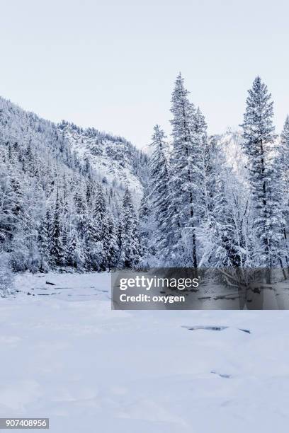 winter river in altay mountains - legends brunch stock pictures, royalty-free photos & images