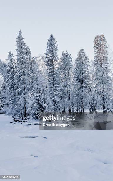 winter river in altay mountains - legends brunch stock pictures, royalty-free photos & images