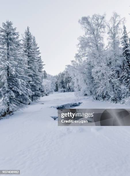 winter river in altay mountains - legends brunch stock pictures, royalty-free photos & images