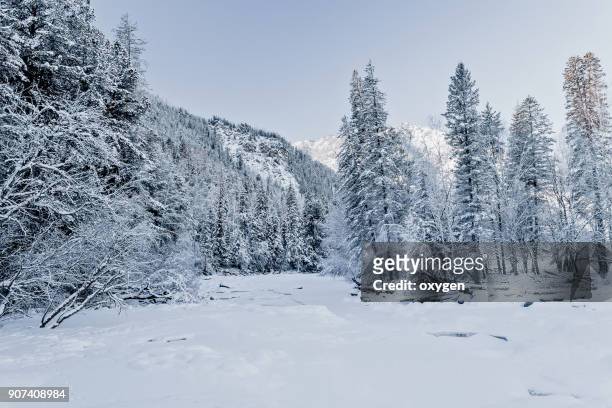 winter river in altay mountains - legends brunch stock pictures, royalty-free photos & images