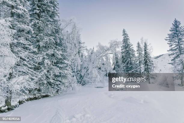 winter river in altay mountains - legends brunch stock pictures, royalty-free photos & images