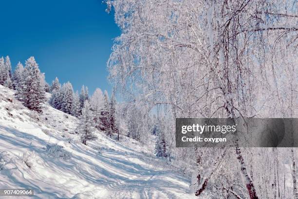 snow covered winter road on altay mountains - legends brunch stock pictures, royalty-free photos & images