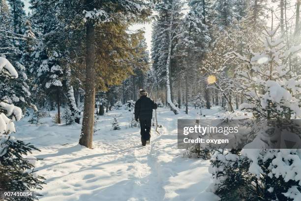 a man is walking in the winter forest - legends brunch stock pictures, royalty-free photos & images