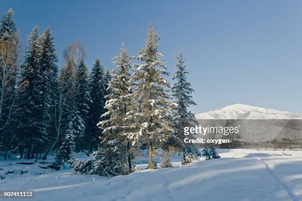 altay winter forest - legends brunch stock pictures, royalty-free photos & images