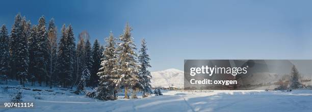 altay winter forest - legends brunch stock pictures, royalty-free photos & images