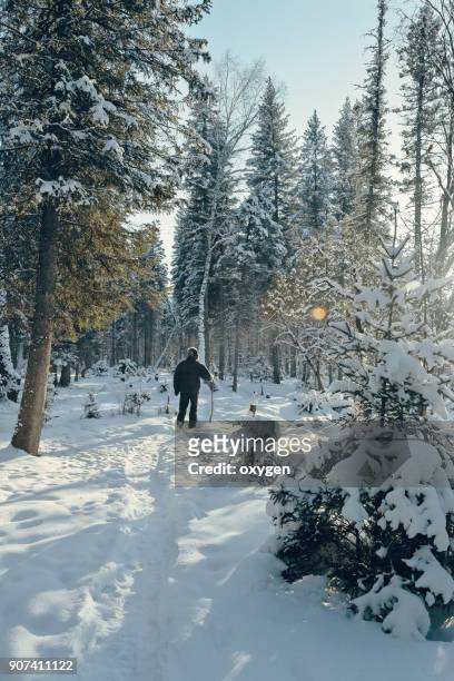a man is walking in the winter forest - legends brunch stock pictures, royalty-free photos & images