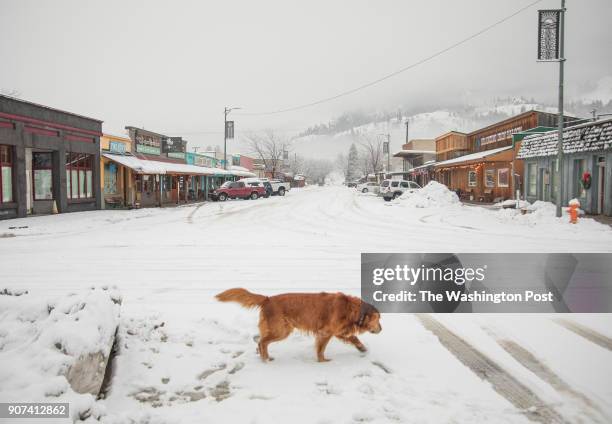 Dog walks through downtown Twisp, Wash. January 9, 2018 where one year ago the population of the town walked through the streets for the Women's...