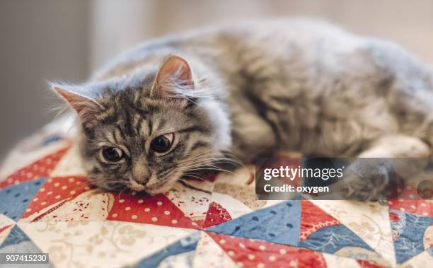relaxing small cute kitten on quilted cover - ear patch stock pictures, royalty-free photos & images