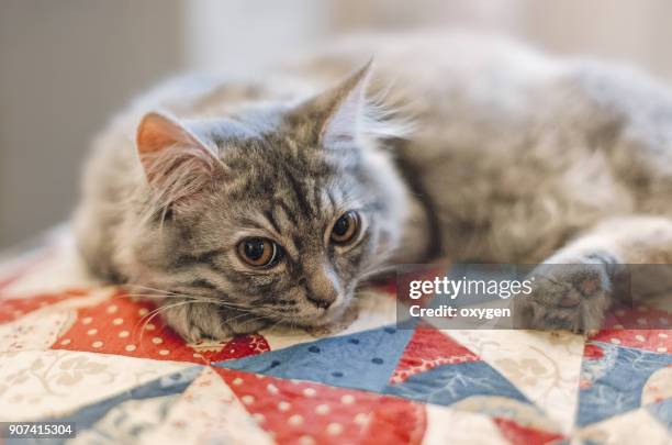 relaxing small cute kitten on quilted cover - ear patch stock pictures, royalty-free photos & images