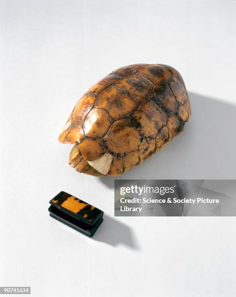 Turtle With Rectangular Shell Turtle Shell Top Photos and Premium High Res Pictures - Getty Images