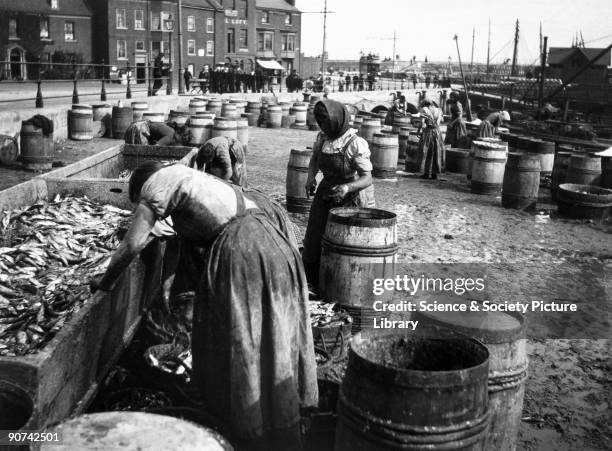 Women gutting fish which are then packed into barrels with salt. Photographer Frank Meadow Sutcliffe is best known for his turn-of-the-century...