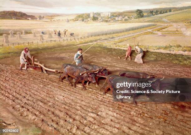 Diorama. The plough was extremely difficult to force through the soil and as many as eight oxen might be used in heavy conditions. The scene shows...