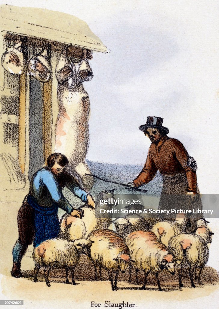 For Slaughter, c 1845.