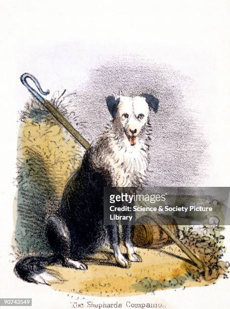Vignette from a lithographic plate showing a sheep dog sitting beside a shepherd�s crook with a field of sheep in the background. Taken from 'The...