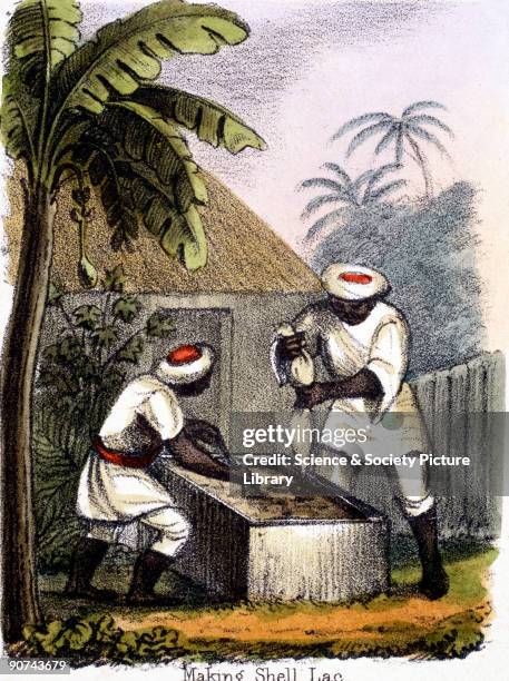 Shell Lac 28 Lac Insect Stock Photos, High-Res Pictures, and Images - Getty Images