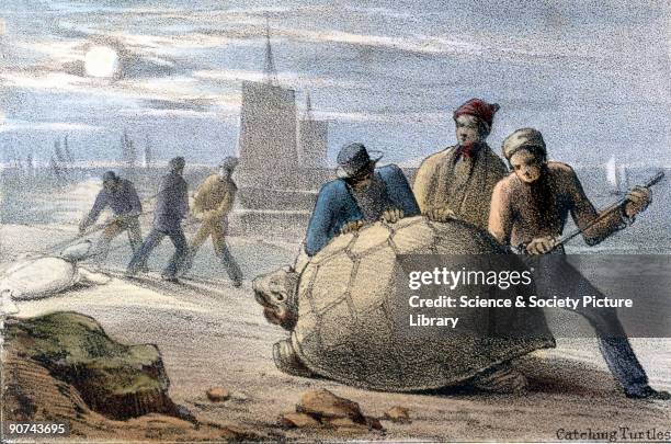 Vignette from a lithographic plate showing groups of men rolling giant turtles onto their backs to prevent them from escaping. Taken from 'The...