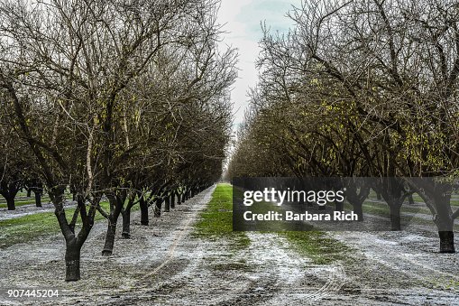 Rows of California deciduous almond trees after fertilizer application of white potassium on the orchard floor Rows of California deciduous almond trees after fertilizer application of white potassium on the orchard floor