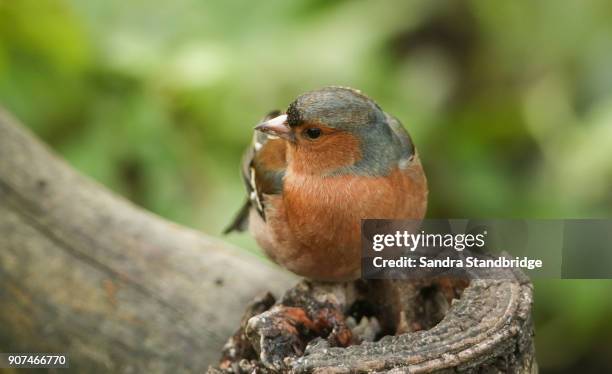 a stunning male chaffinch (fringilla coelebs) perched on a tree stump feeding. - chaffinch stockfoto's en -beelden