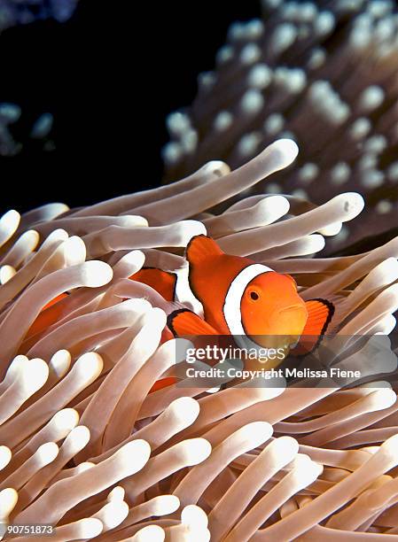 false clown anemonefish - great barrier reef stock-fotos und bilder