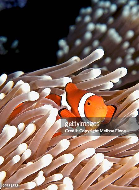 false clown anemonefish - anemonefish stock pictures, royalty-free photos & images