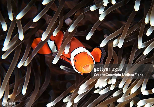 clownfish  - anemonefish stock pictures, royalty-free photos & images