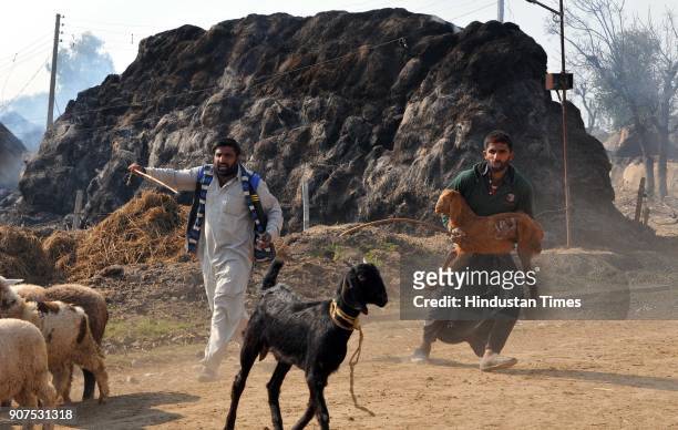 People from border villages move with their livestock to safer place during a heavy shelling from the Pakistani side of the border at Jora Farm, on...