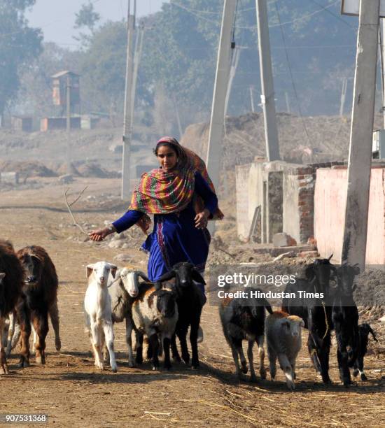 People from border villages move with their livestock to safer place during a heavy shelling from the Pakistani side of the border at Jora Farm, on...