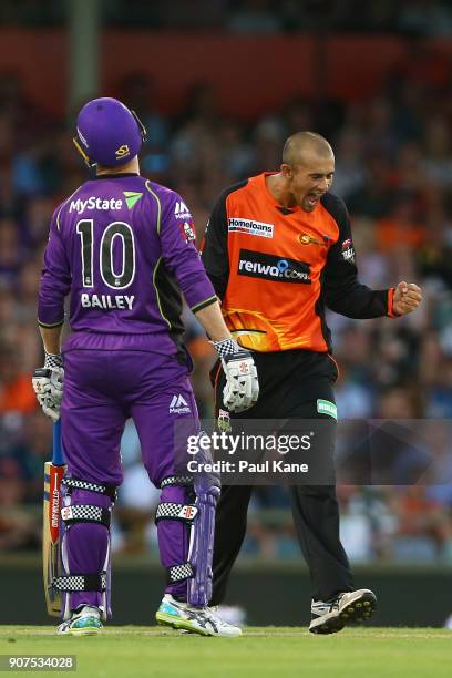 Ashton Agar of the Scorchers celebrates the wicket of Ben McDermott of the Hurricanes during the Big Bash League match between the Perth Scorchers...