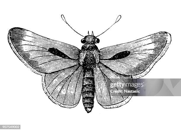 hesperia comma, the silver-spotted skipper - common branded skipper stock illustrations